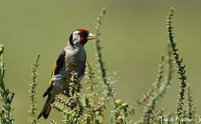 European Goldfinch