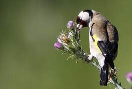 European Goldfinch