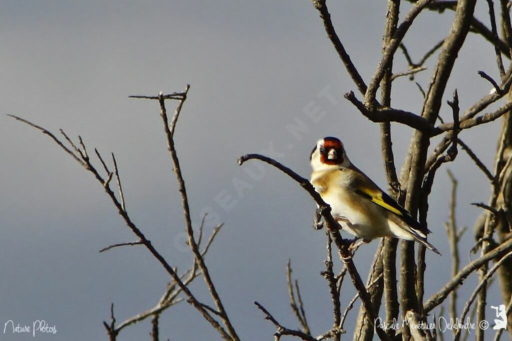 Chardonneret élégant