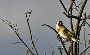 Chardonneret élégant