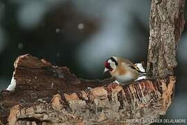 European Goldfinch