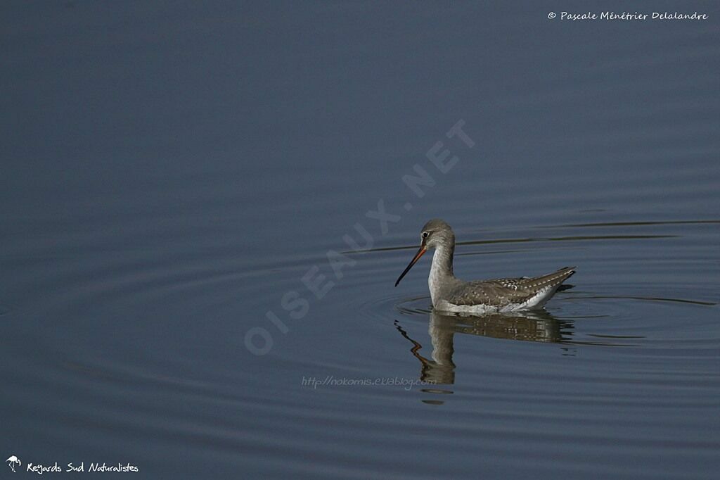 Spotted Redshank