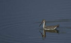 Spotted Redshank