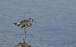 Spotted Redshank