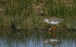 Spotted Redshank