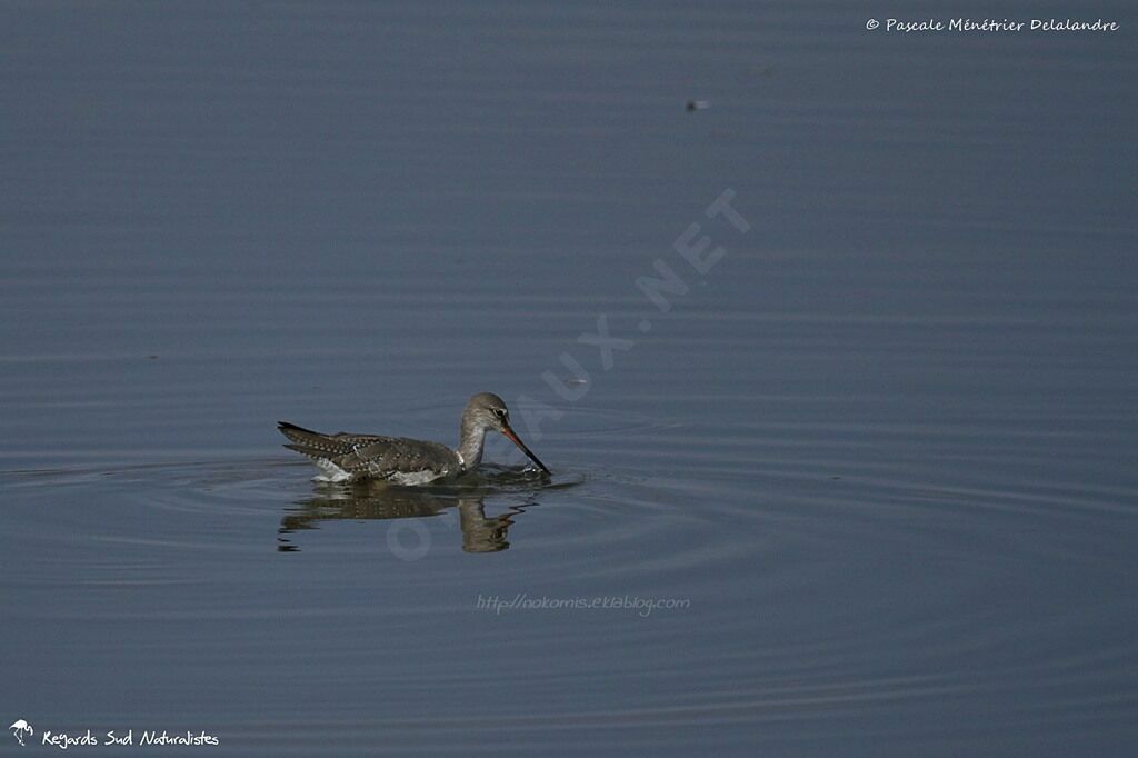 Spotted Redshank