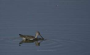 Spotted Redshank