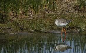 Spotted Redshank