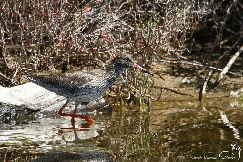 Common Redshank