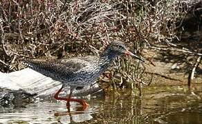 Common Redshank