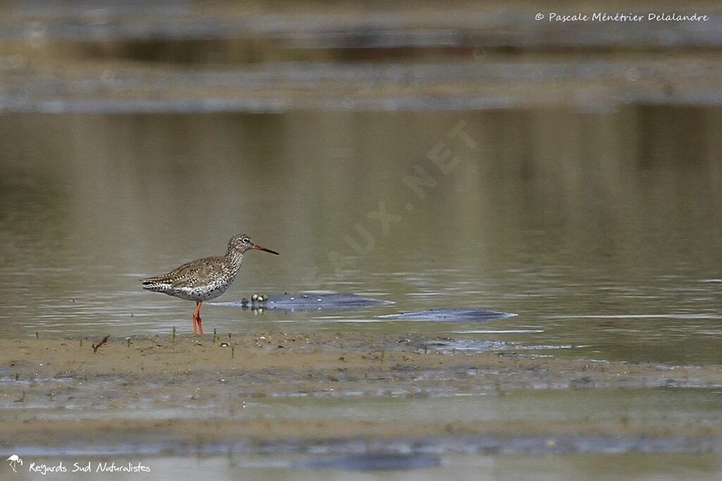 Common Redshank