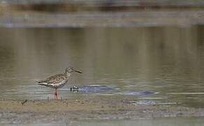 Common Redshank