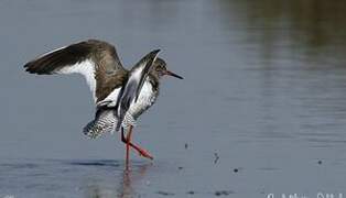 Common Redshank