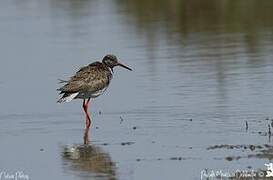 Common Redshank