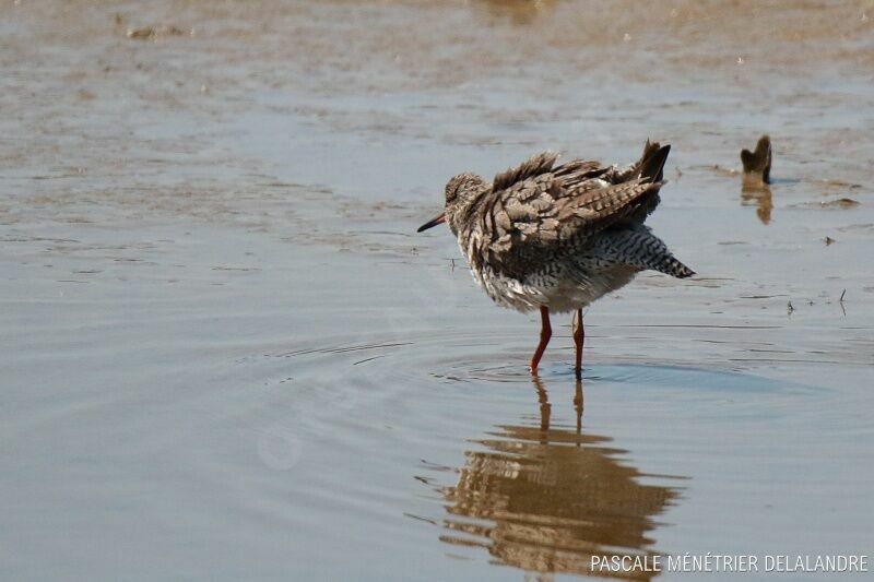 Common Redshank