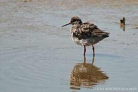 Common Redshank