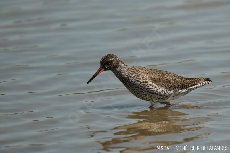 Common Redshank