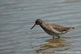 Common Redshank