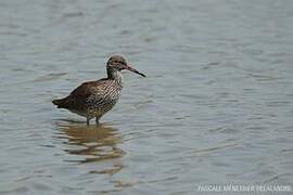 Common Redshank