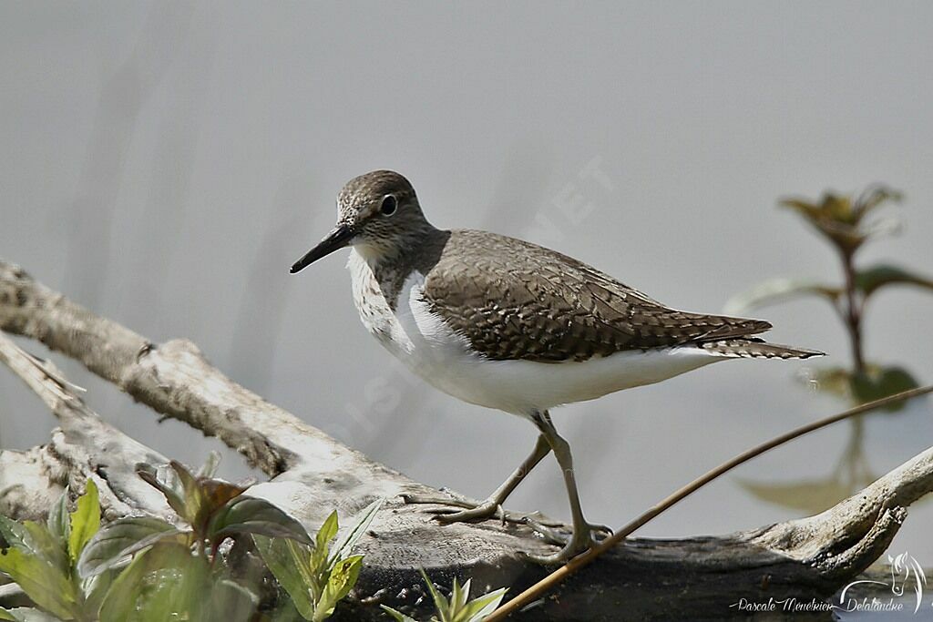 Common Sandpiper