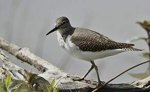 Common Sandpiper