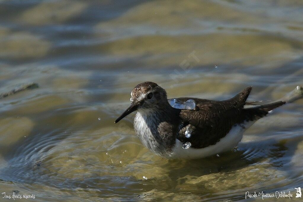 Common Sandpiper