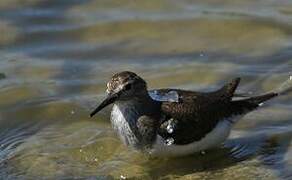 Common Sandpiper