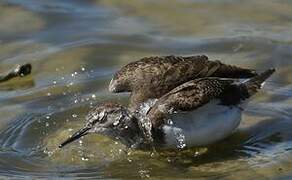 Common Sandpiper