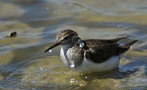 Common Sandpiper