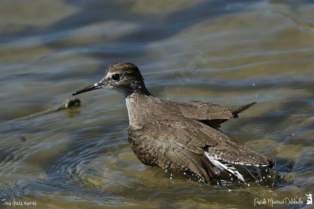 Common Sandpiper