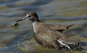 Common Sandpiper