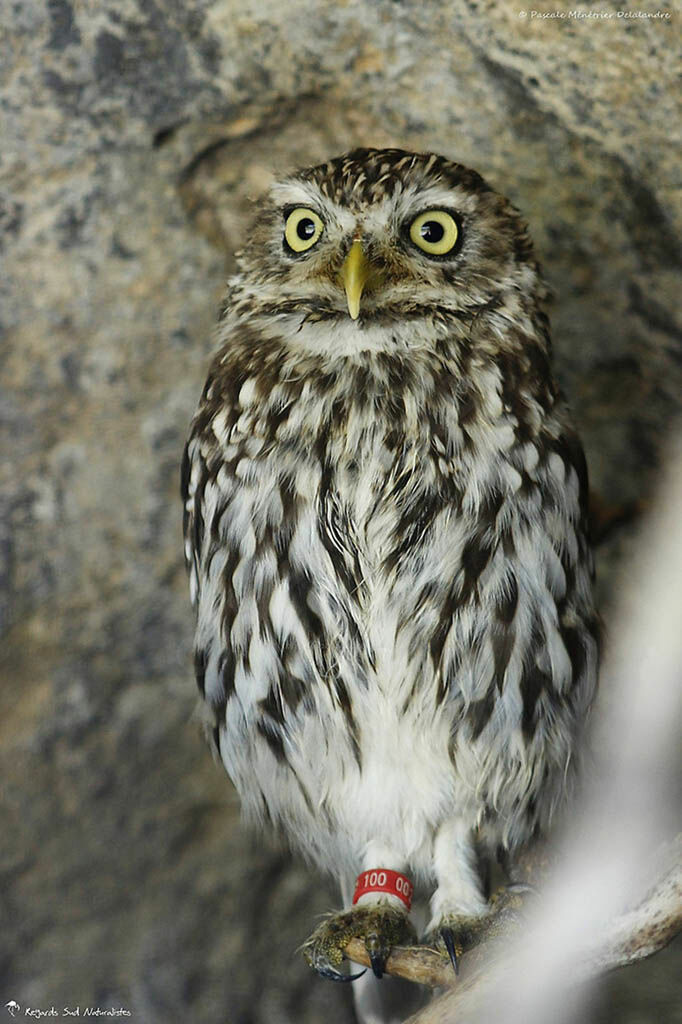 Little Owl