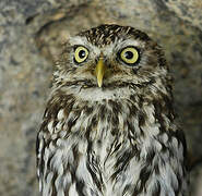 Little Owl