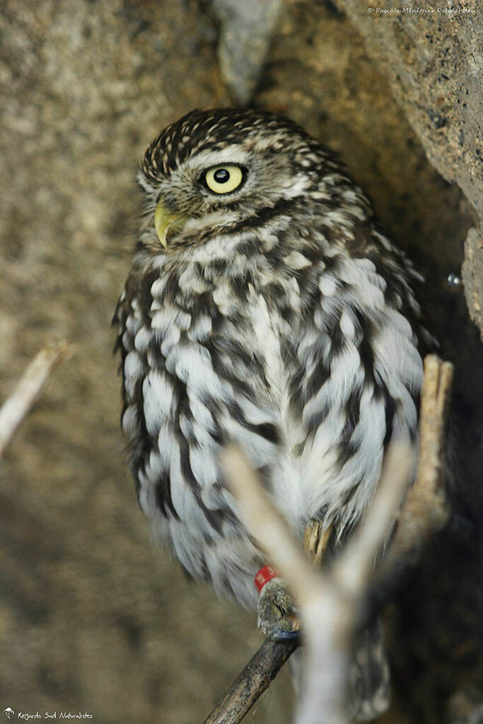 Little Owl