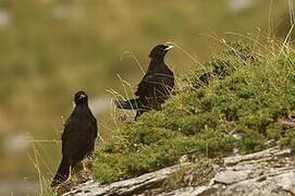 Alpine Chough