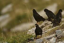 Alpine Chough