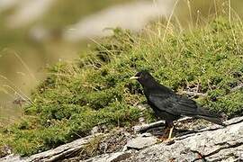 Alpine Chough