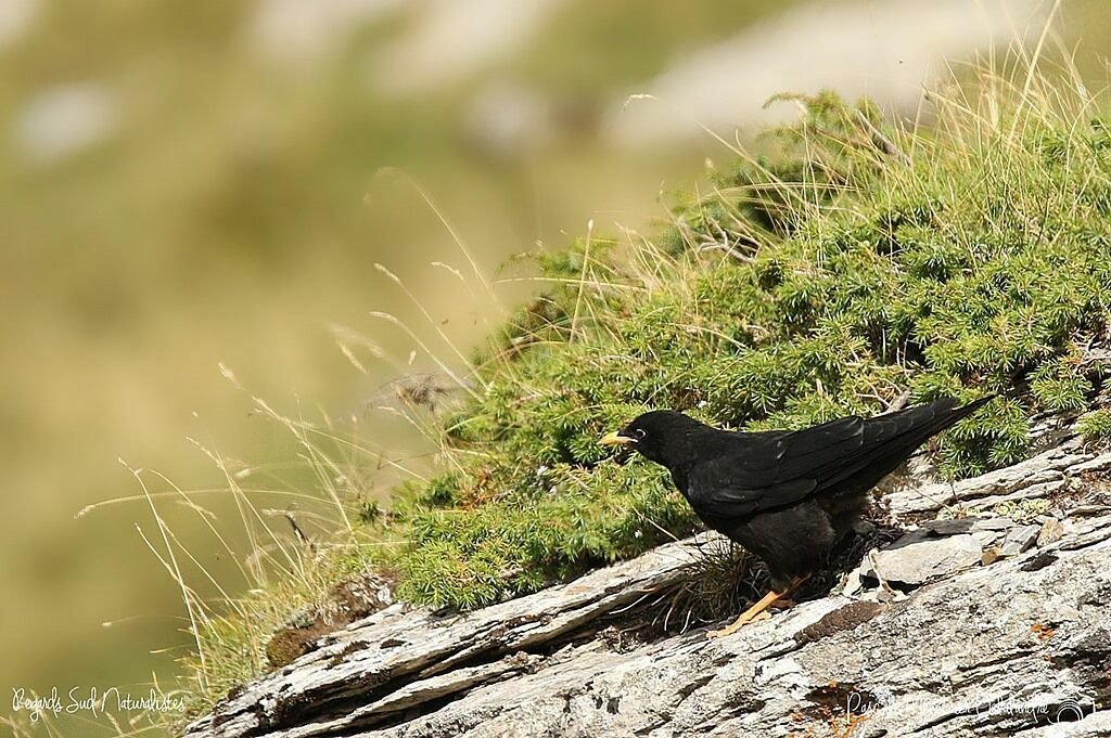 Alpine Chough