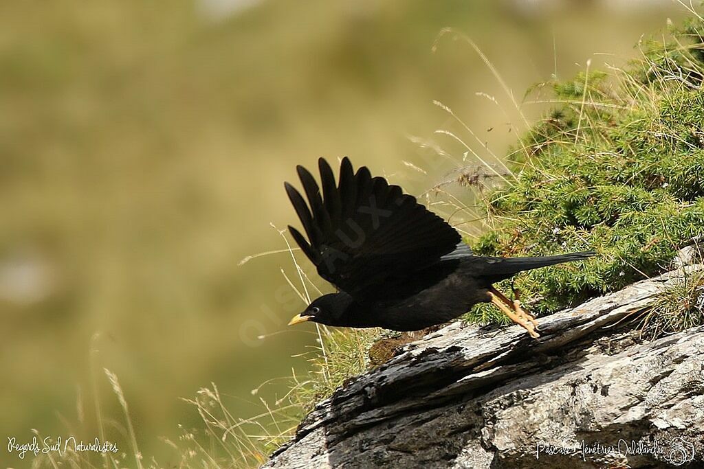 Alpine Chough