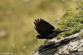 Alpine Chough