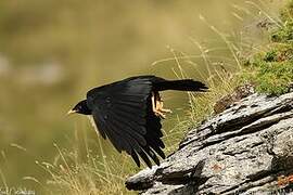 Alpine Chough