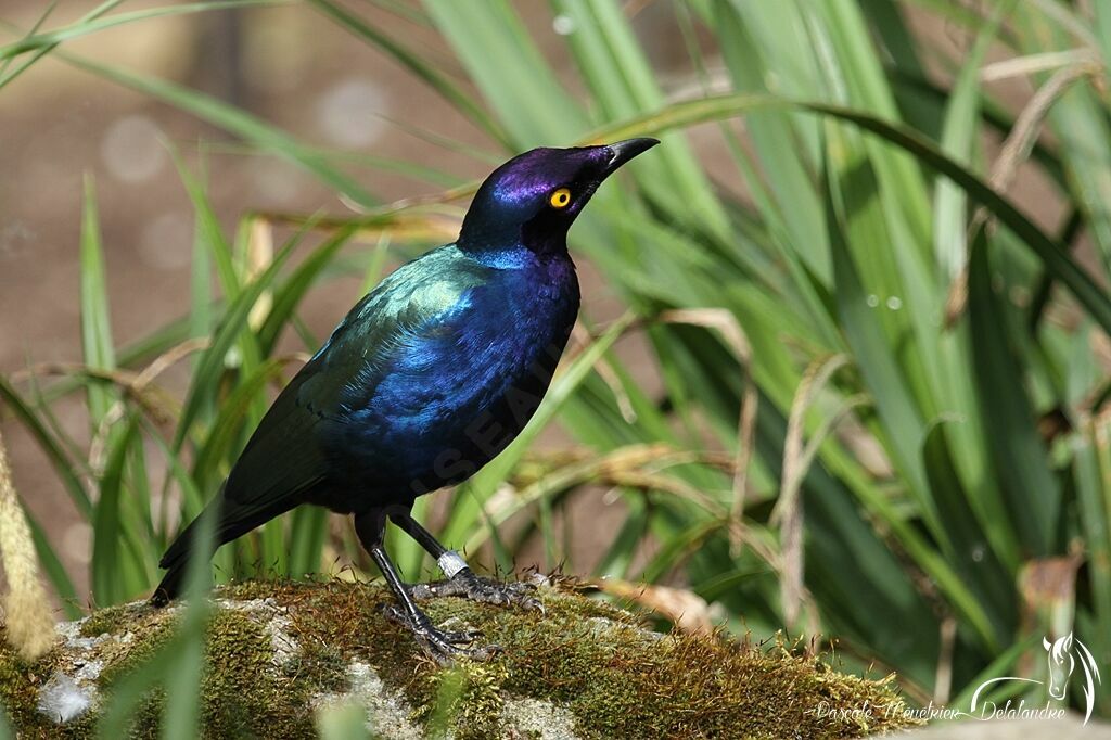 Purple Starling