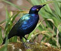 Purple Starling