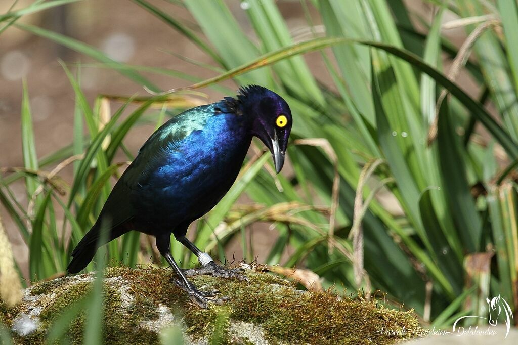 Purple Starling