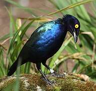 Purple Starling