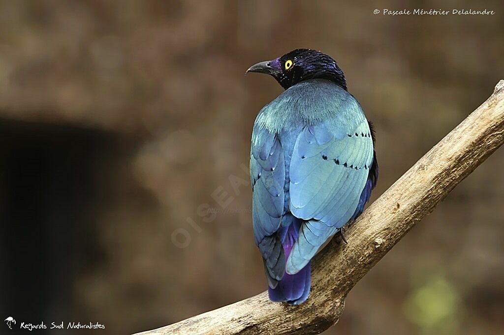 Purple Starling