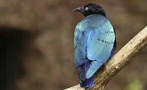 Purple Starling