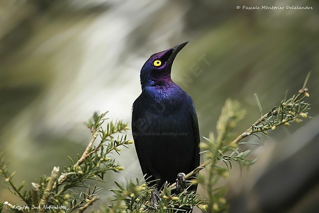 Purple Starling