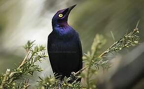 Purple Starling