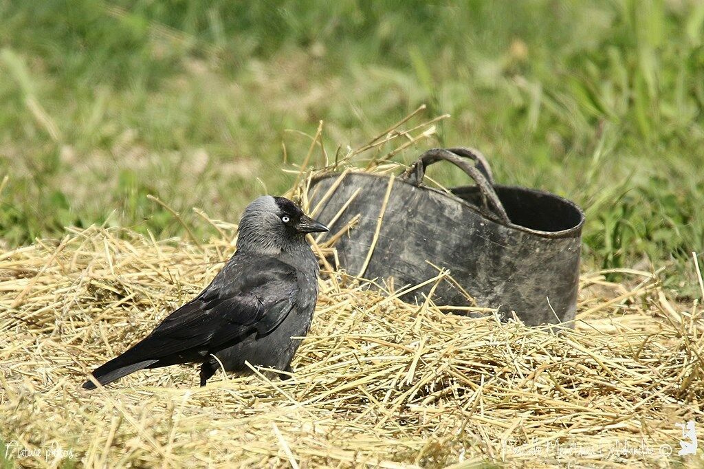 Western Jackdaw